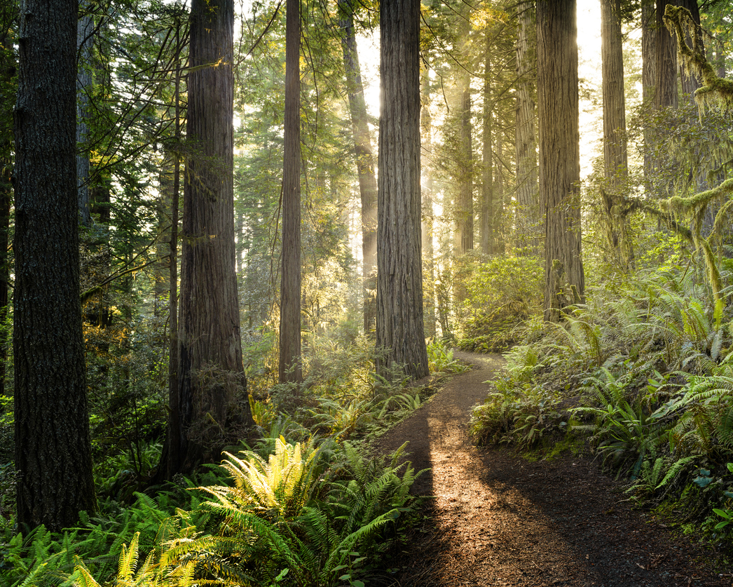 stock photo of California forest