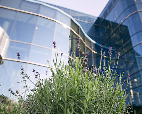 North American Division headquarters building with lavender