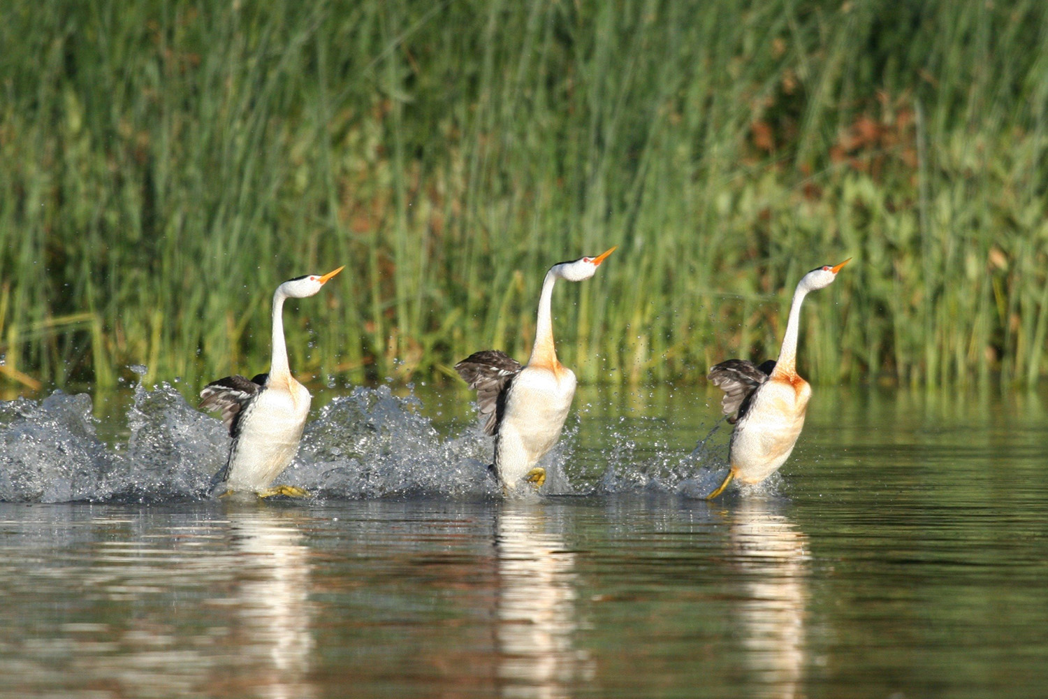 Grebes are aquatic diving birds